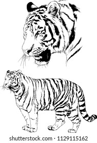 set of vector drawings on the theme of predators tigers are drawn by hand with ink tattoo logos