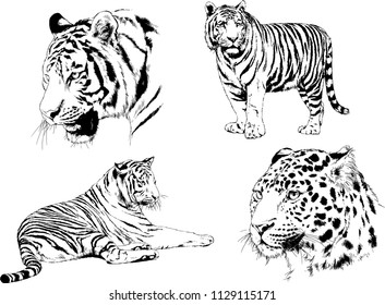 set of vector drawings on the theme of predators tigers are drawn by hand with ink tattoo logos