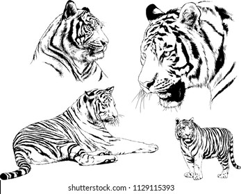 set of vector drawings on the theme of predators tigers are drawn by hand with ink tattoo logos