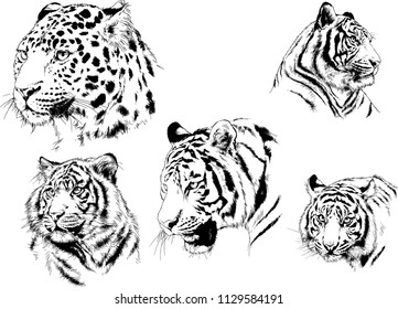 set of vector drawings on the theme of predators tigers are drawn by hand with ink tattoo logos