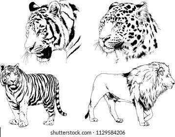 set of vector drawings on the theme of predators tigers are drawn by hand with ink tattoo logos