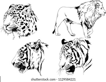 set of vector drawings on the theme of predators tigers are drawn by hand with ink tattoo logos