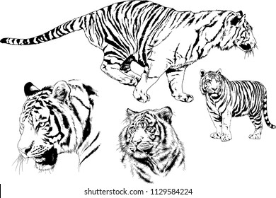 Watercolor Illustration Tiger Stock Illustration 268965773 