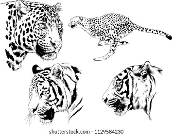 set of vector drawings on the theme of predators tigers are drawn by hand with ink tattoo logos