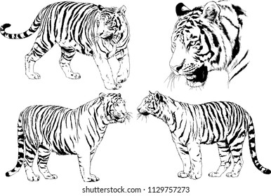 set of vector drawings on the theme of predators tigers are drawn by hand with ink tattoo logos