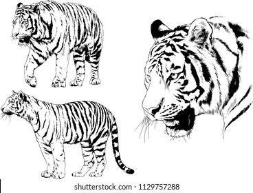 set of vector drawings on the theme of predators tigers are drawn by hand with ink tattoo logos