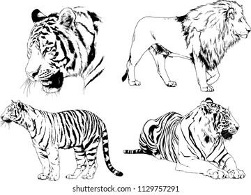 set of vector drawings on the theme of predators tigers are drawn by hand with ink tattoo logos