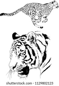 set of vector drawings on the theme of predators tigers are drawn by hand with ink tattoo logos