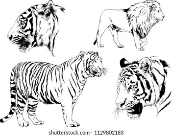 set of vector drawings on the theme of predators tigers are drawn by hand with ink tattoo logos