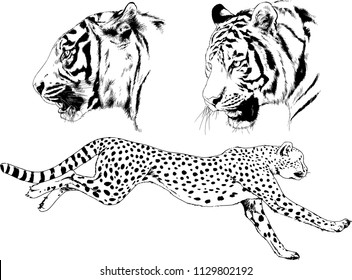 set of vector drawings on the theme of predators tigers are drawn by hand with ink tattoo logos