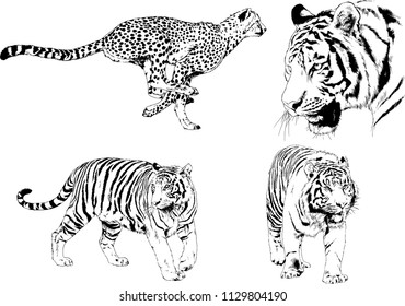 set of vector drawings on the theme of predators tigers are drawn by hand with ink tattoo logos