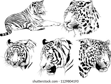 set of vector drawings on the theme of predators tigers are drawn by hand with ink tattoo logos