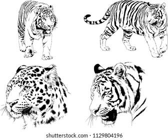 set of vector drawings on the theme of predators tigers are drawn by hand with ink tattoo logos