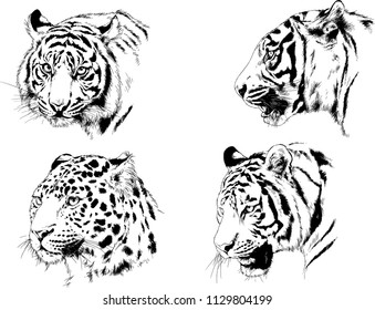 set of vector drawings on the theme of predators tigers are drawn by hand with ink tattoo logos