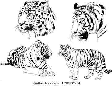 set of vector drawings on the theme of predators tigers are drawn by hand with ink tattoo logos
