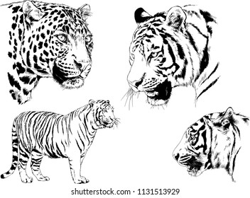 set of vector drawings on the theme of predators tigers are drawn by hand with ink tattoo logos