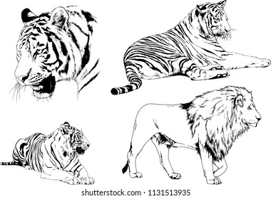 set of vector drawings on the theme of predators tigers are drawn by hand with ink tattoo logos