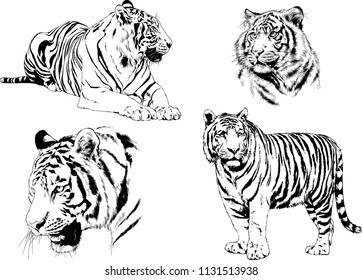 set of vector drawings on the theme of predators tigers are drawn by hand with ink tattoo logos