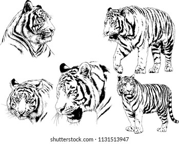 set of vector drawings on the theme of predators tigers are drawn by hand with ink tattoo logos