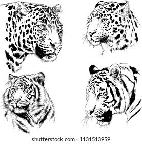 set of vector drawings on the theme of predators tigers are drawn by hand with ink tattoo logos