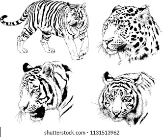 set of vector drawings on the theme of predators tigers are drawn by hand with ink tattoo logos
