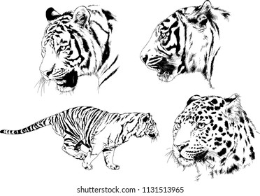 set of vector drawings on the theme of predators tigers are drawn by hand with ink tattoo logos