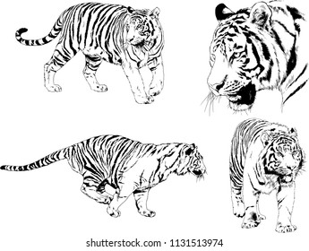 set of vector drawings on the theme of predators tigers are drawn by hand with ink tattoo logos