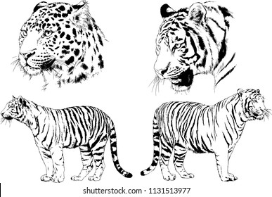 set of vector drawings on the theme of predators tigers are drawn by hand with ink tattoo logos