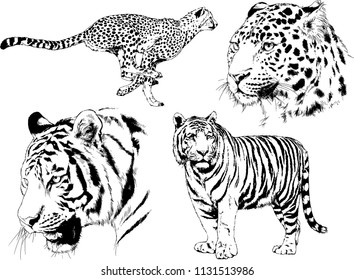 set of vector drawings on the theme of predators tigers are drawn by hand with ink tattoo logos