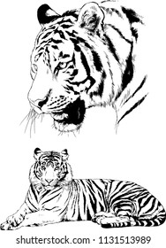 set of vector drawings on the theme of predators tigers are drawn by hand with ink tattoo logos
