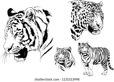 set of vector drawings on the theme of predators tigers are drawn by hand with ink tattoo logos