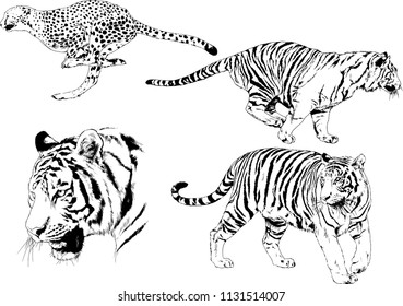 set of vector drawings on the theme of predators tigers are drawn by hand with ink tattoo logos