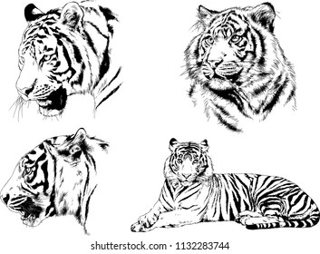 set of vector drawings on the theme of predators tigers are drawn by hand with ink tattoo logos