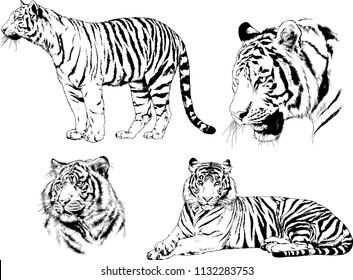 set of vector drawings on the theme of predators tigers are drawn by hand with ink tattoo logos
