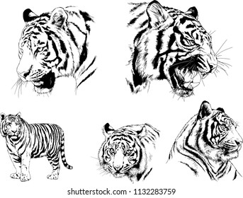 set of vector drawings on the theme of predators tigers are drawn by hand with ink tattoo logos