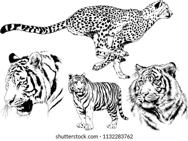 set of vector drawings on the theme of predators tigers are drawn by hand with ink tattoo logos