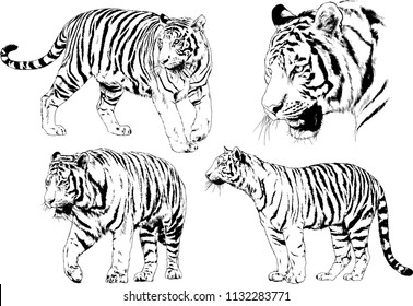 set of vector drawings on the theme of predators tigers are drawn by hand with ink tattoo logos