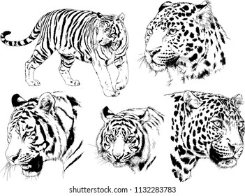 set of vector drawings on the theme of predators tigers are drawn by hand with ink tattoo logos