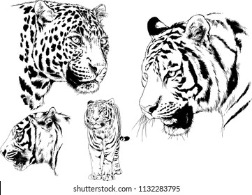 set of vector drawings on the theme of predators tigers are drawn by hand with ink tattoo logos