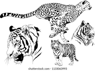 set of vector drawings on the theme of predators tigers are drawn by hand with ink tattoo logos