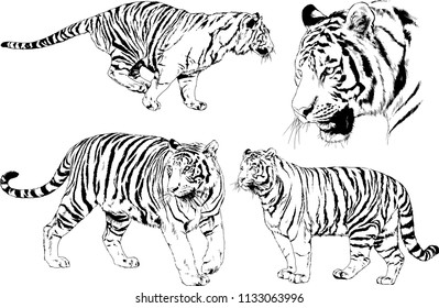 set of vector drawings on the theme of predators tigers are drawn by hand with ink tattoo logos