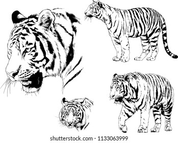 set of vector drawings on the theme of predators tigers are drawn by hand with ink tattoo logos