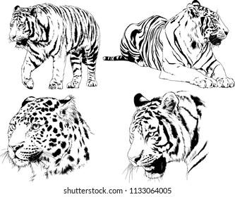 set of vector drawings on the theme of predators tigers are drawn by hand with ink tattoo logos