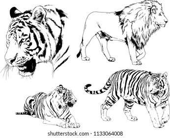 set of vector drawings on the theme of predators tigers are drawn by hand with ink tattoo logos