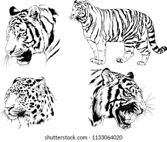 set of vector drawings on the theme of predators tigers are drawn by hand with ink tattoo logos