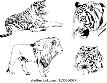 set of vector drawings on the theme of predators tigers are drawn by hand with ink tattoo logos