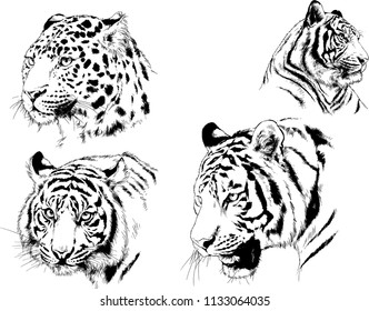 set of vector drawings on the theme of predators tigers are drawn by hand with ink tattoo logos