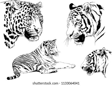 set of vector drawings on the theme of predators tigers are drawn by hand with ink tattoo logos