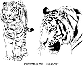 set of vector drawings on the theme of predators tigers are drawn by hand with ink tattoo logos