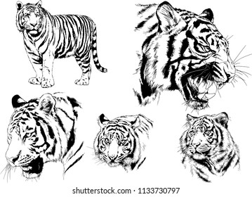 set of vector drawings on the theme of predators tigers are drawn by hand with ink tattoo logos